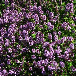 Thymus citriodorus